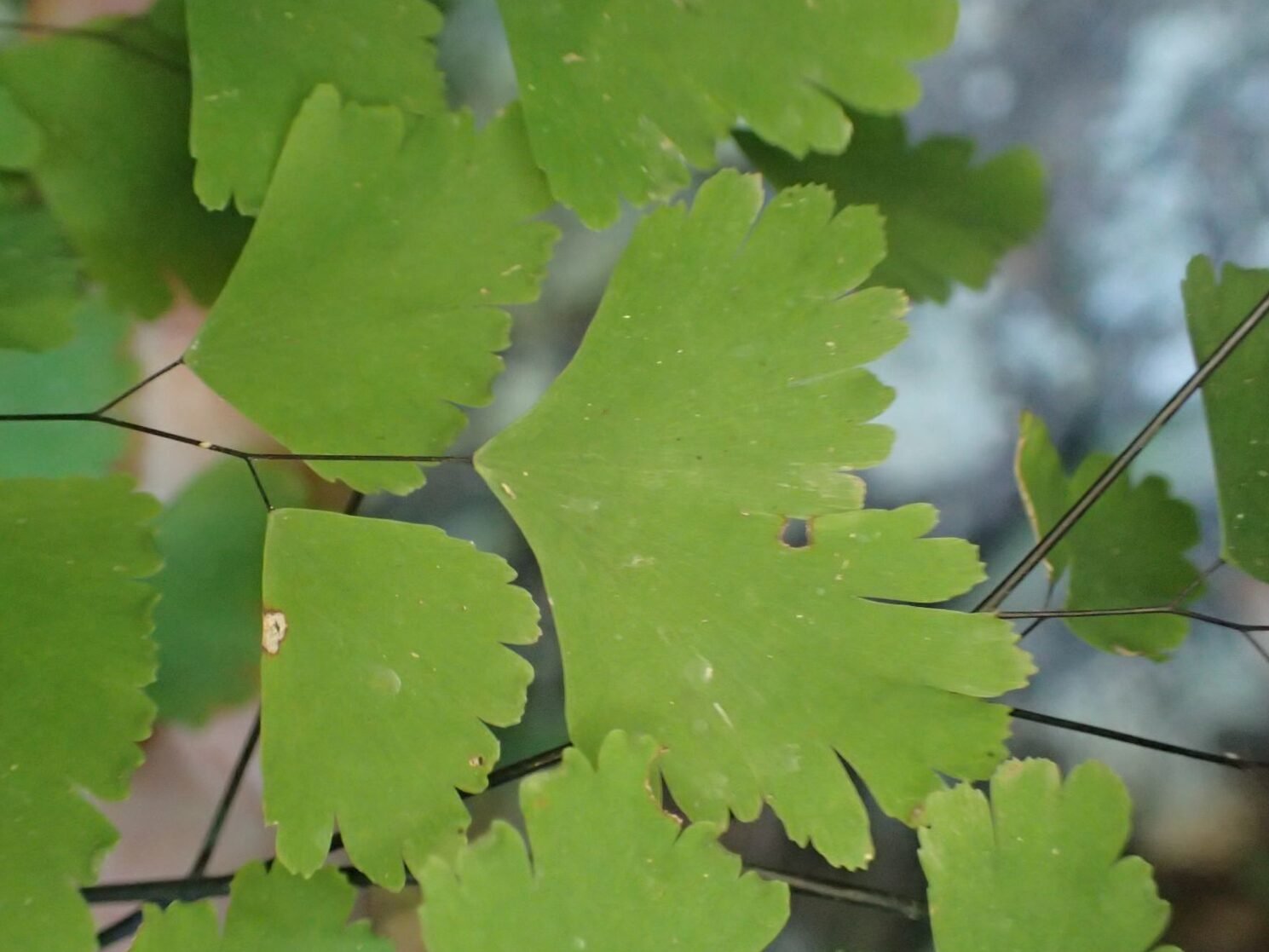 Adiantum Tenerum