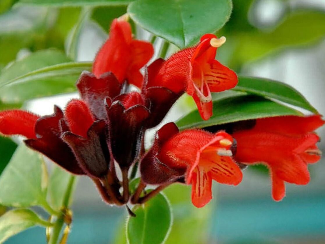 Aeschynanthus Mona Lisa