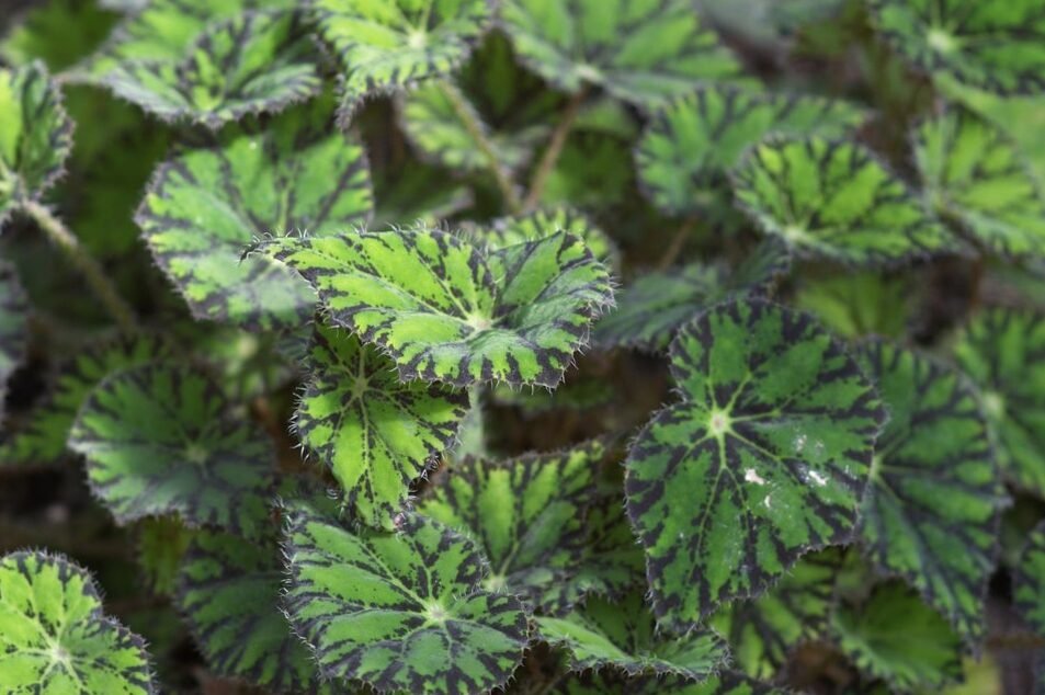 Begonia Bowerae