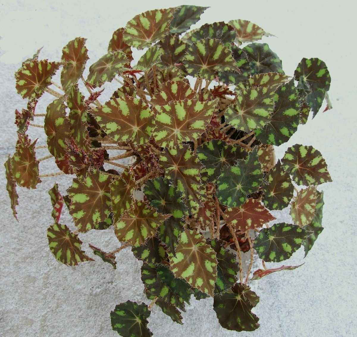 Begonia Bowerae 2