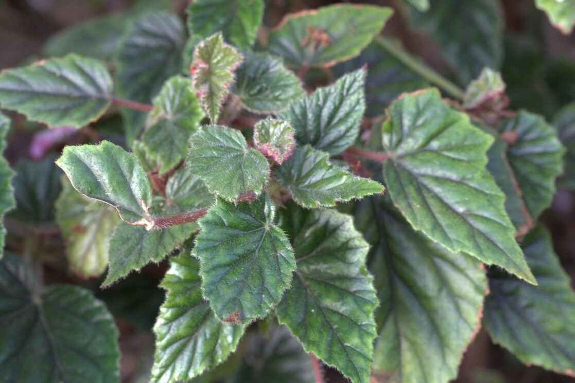 Begonia Incarnata