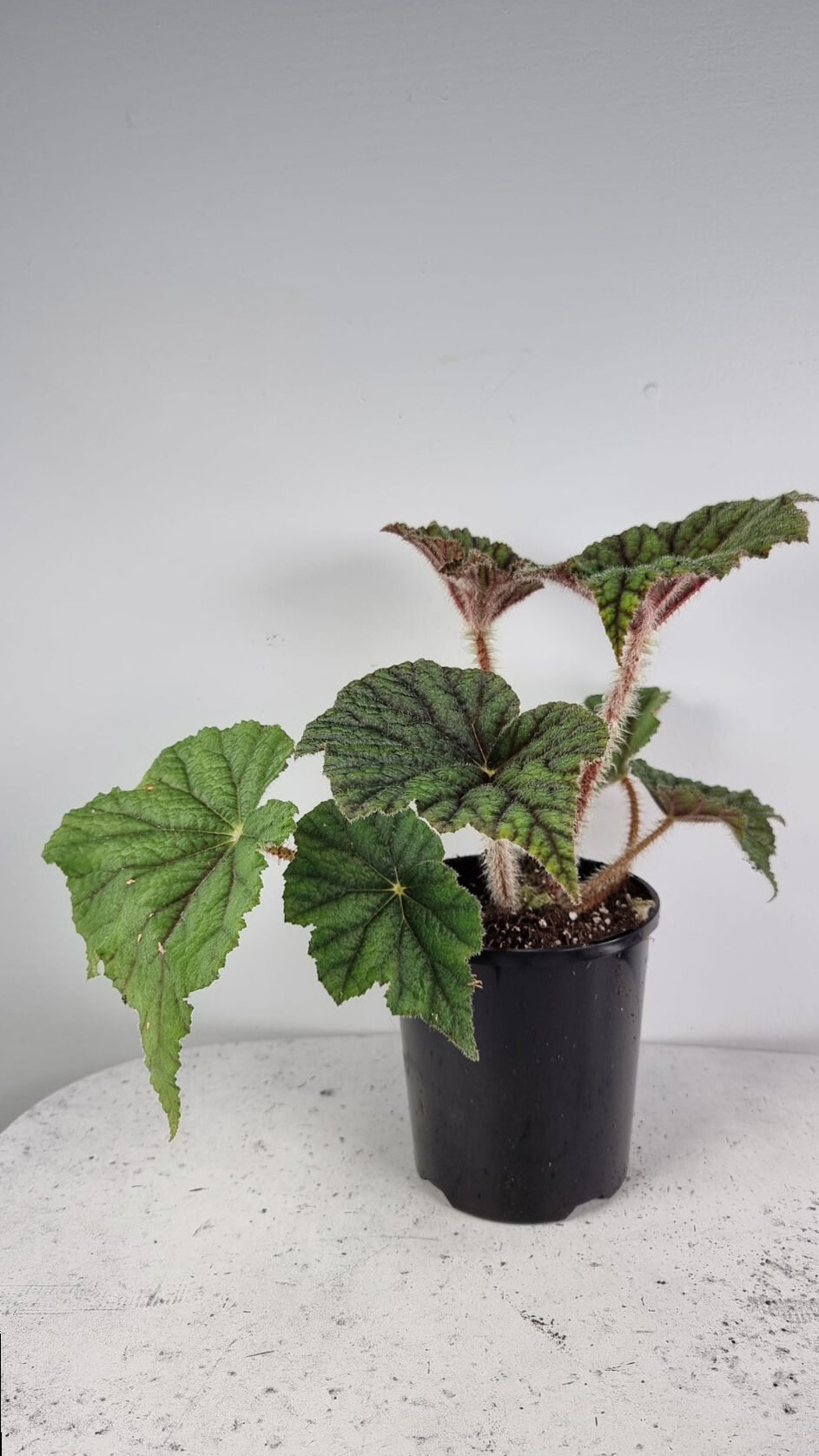 Begonia Incarnata 2