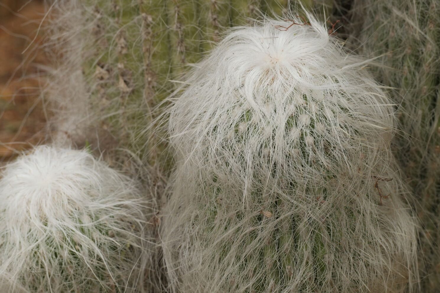 Cephalocereus Senilis