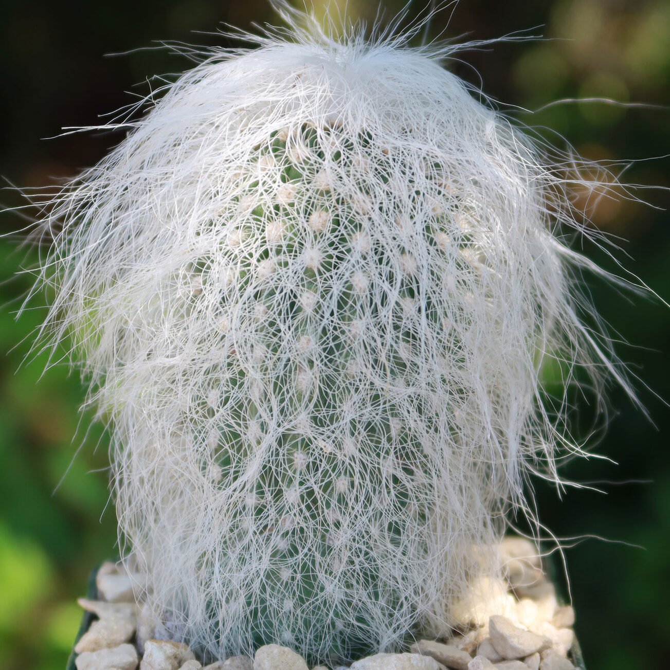 Cephalocereus Senilis 2