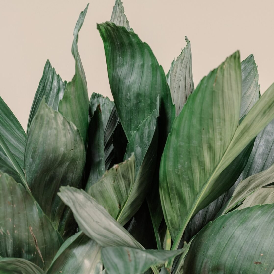 Chamaedorea Metallica