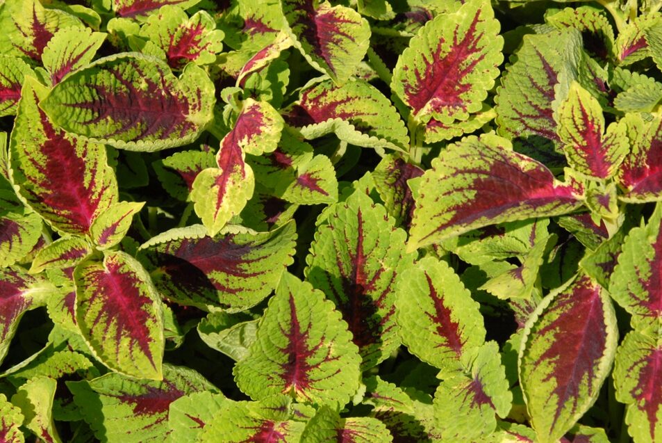 Coleus Scutellarioides