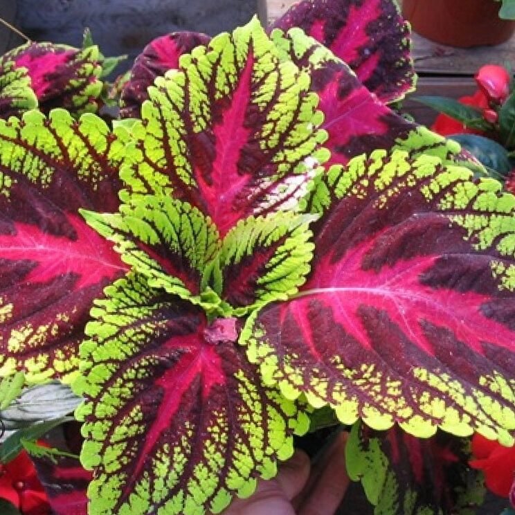 Coleus Scutellarioides 2