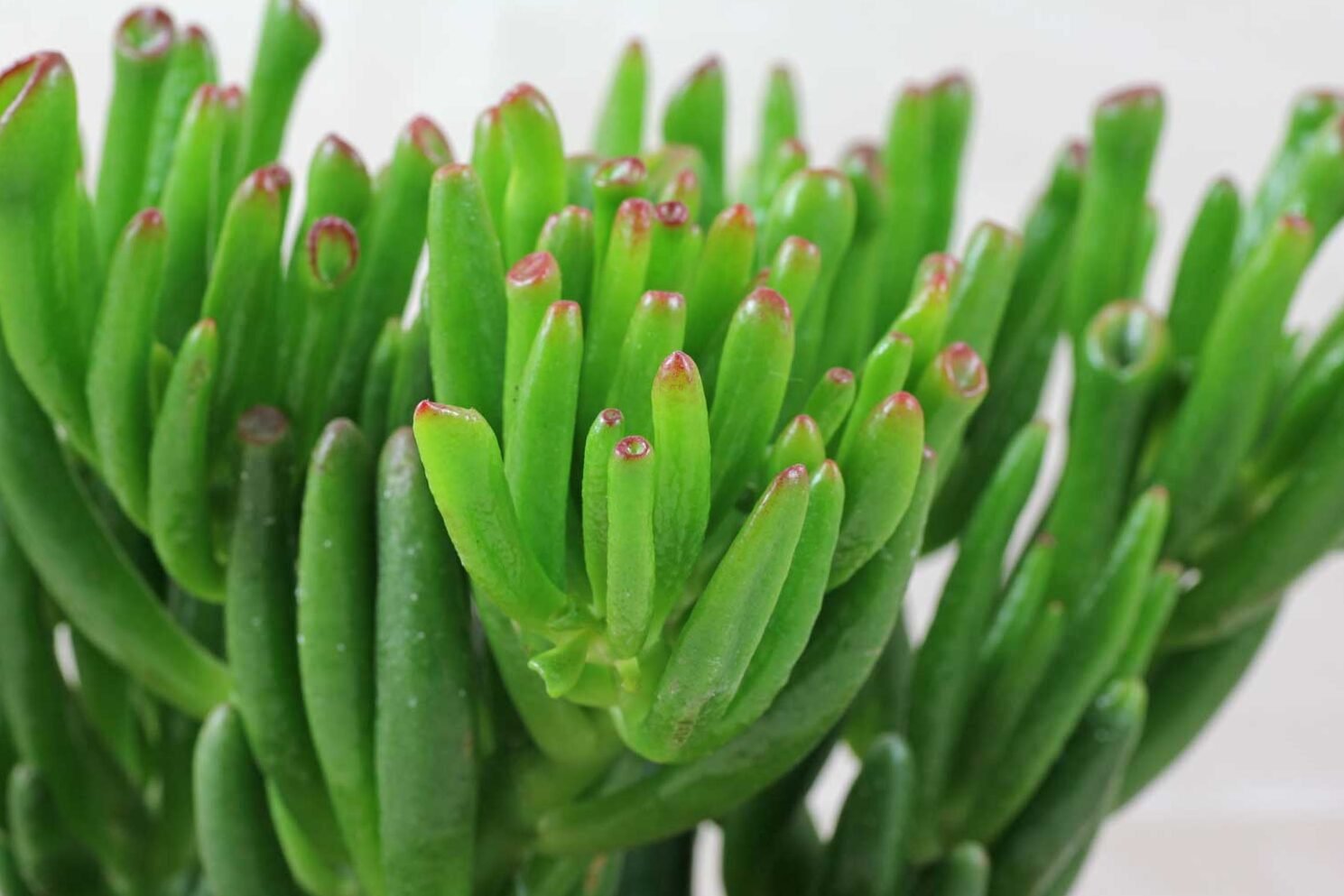 Crassula Ovata 'Gollum'