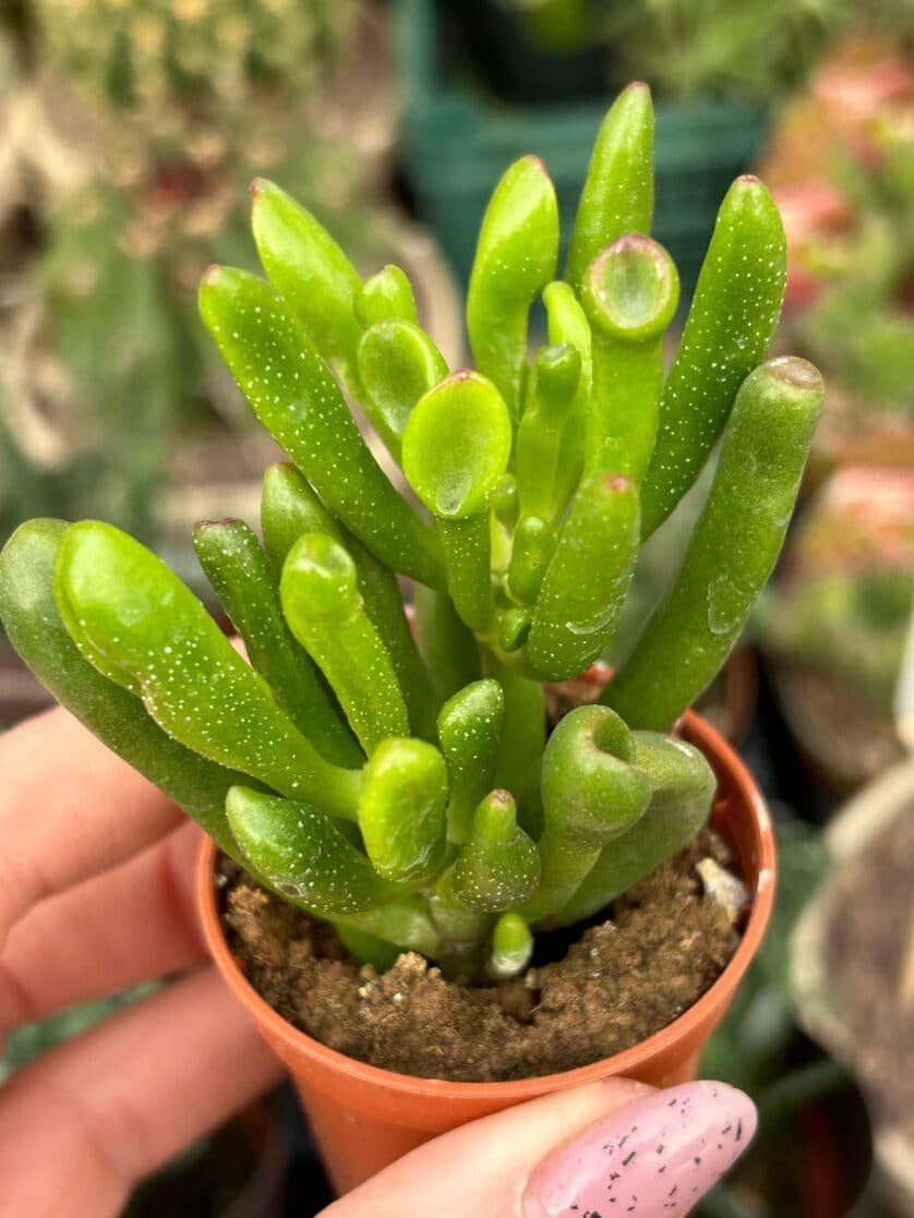 Crassula Ovata 'Gollum' 2