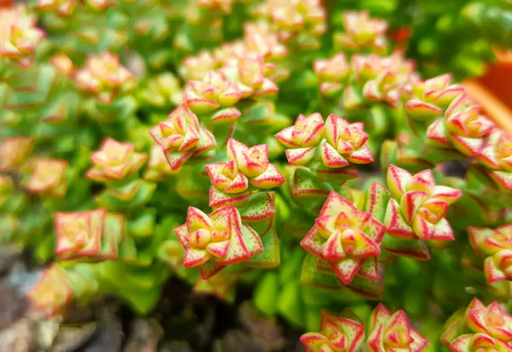 Crassula Tom Thumb
