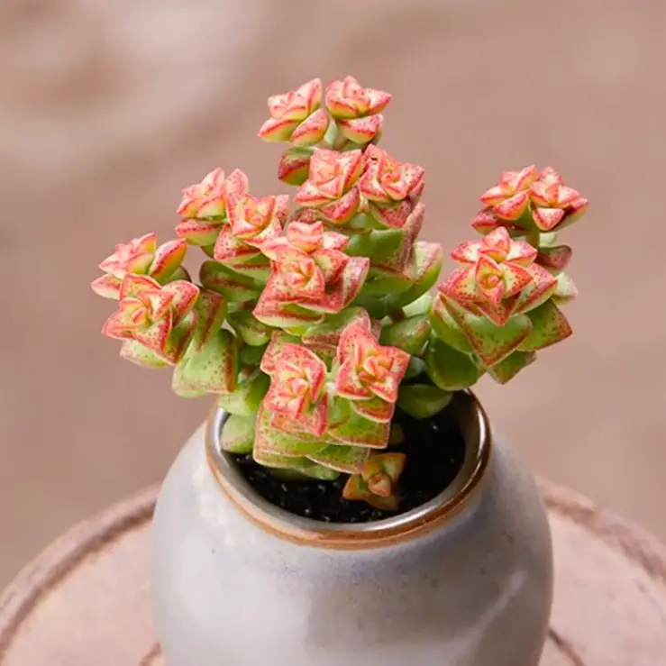 Crassula Tom Thumb 2