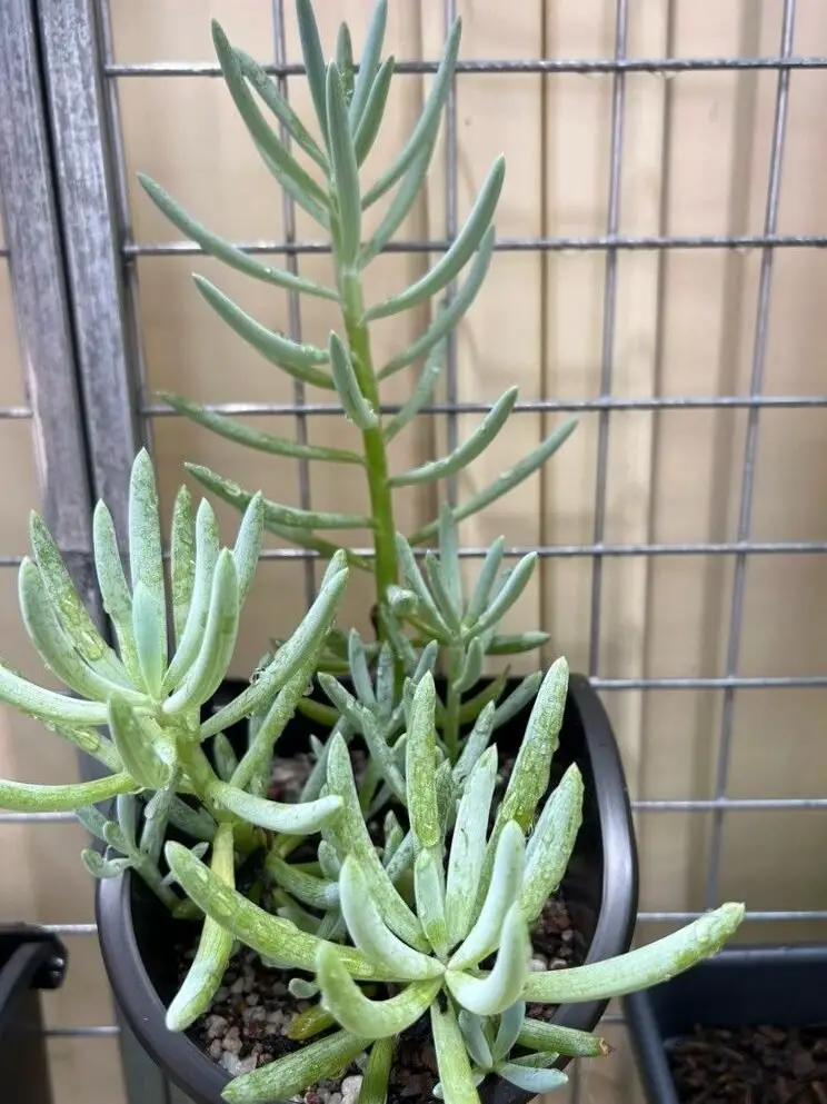 Curio Talinoides