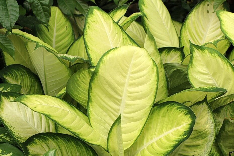 Dieffenbachia Camille