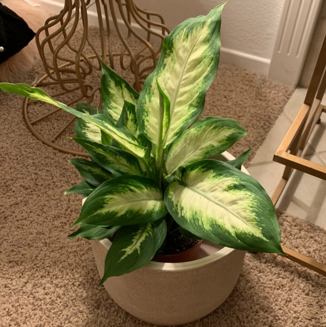 Dieffenbachia Camille 2