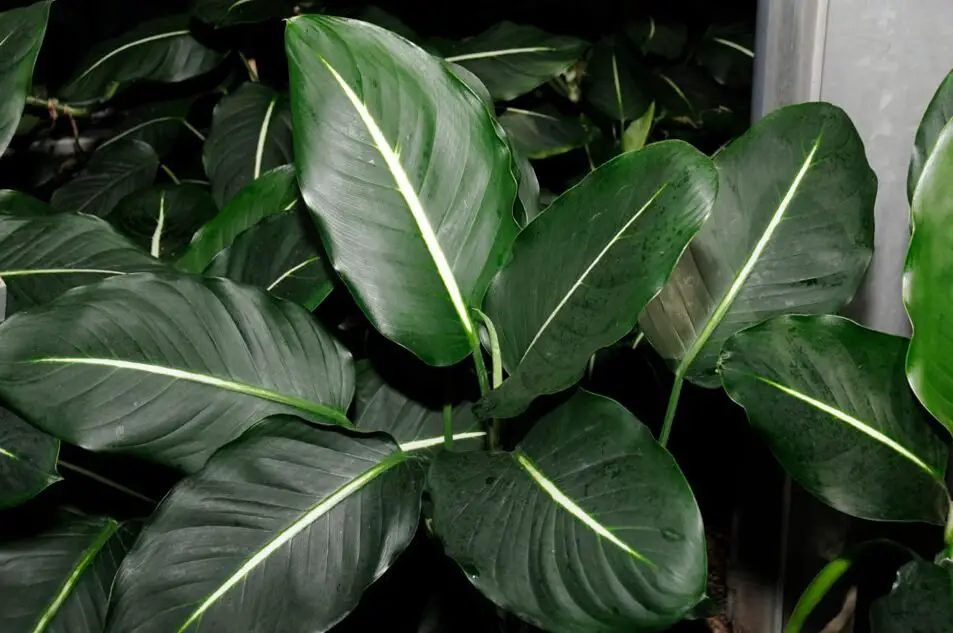 Dieffenbachia Oerstedii