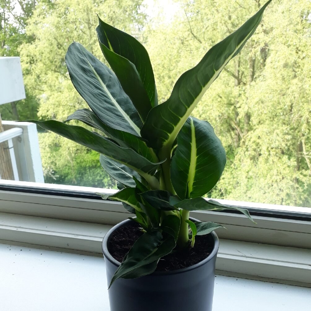 Dieffenbachia Oerstedii 2