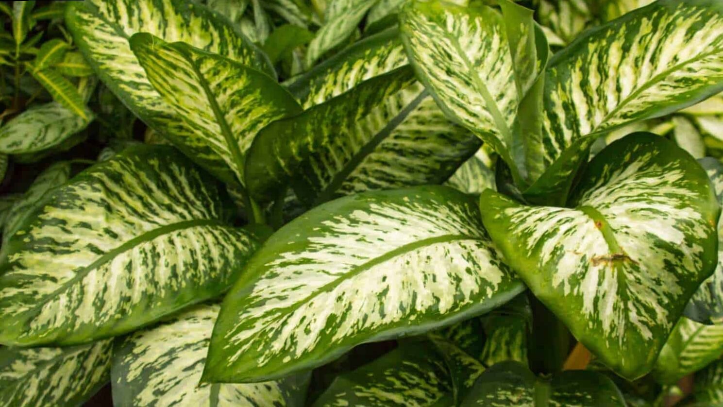 Dieffenbachia Oerstedii 'Panther'