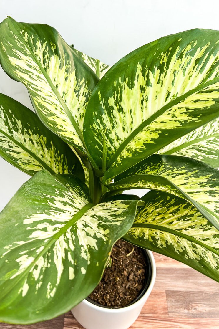 Dieffenbachia Oerstedii 'Panther' 2