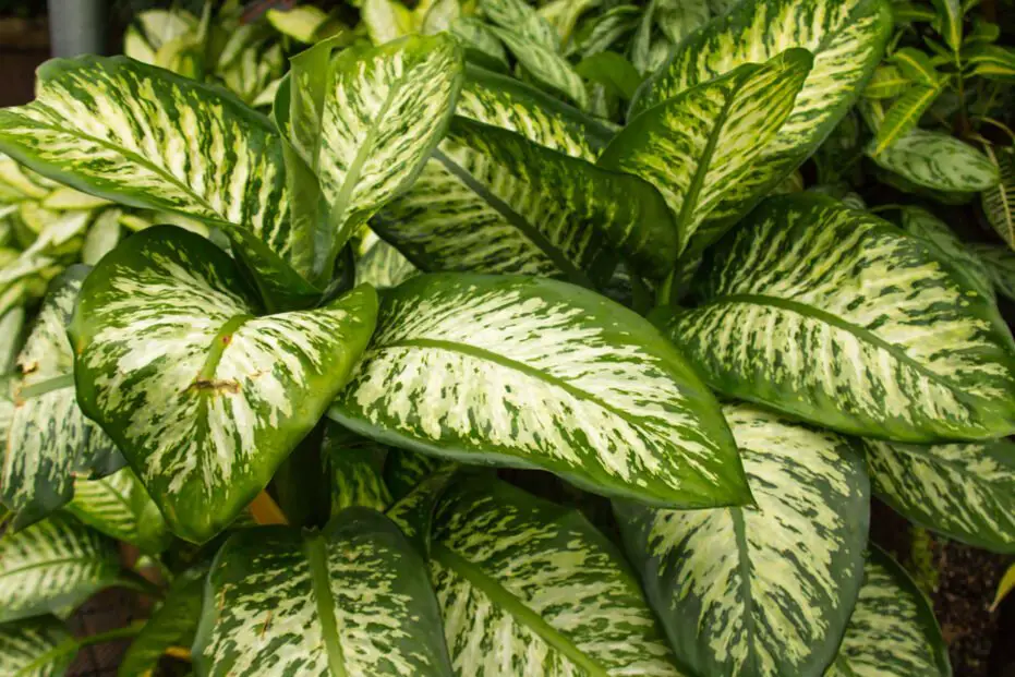 Dieffenbachia Tropic Rain