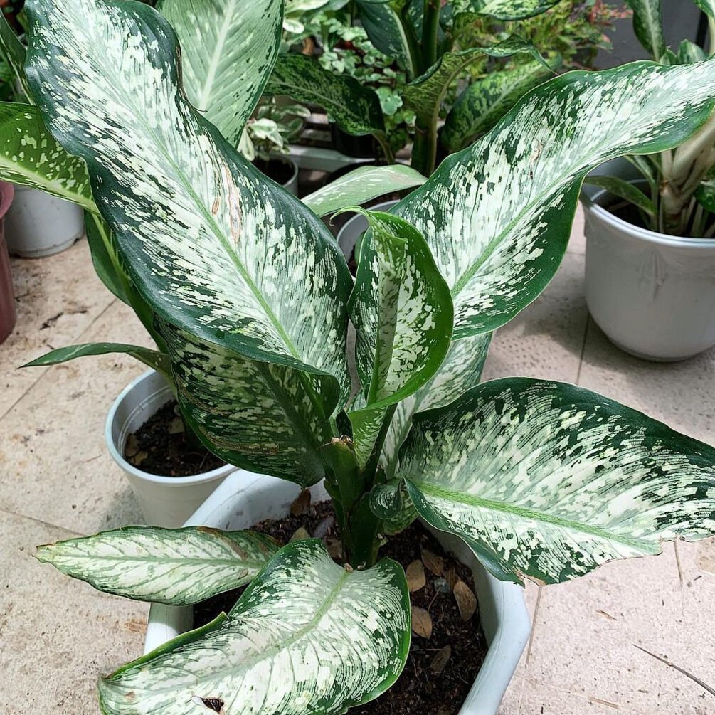 Dieffenbachia Tropic Rain 2