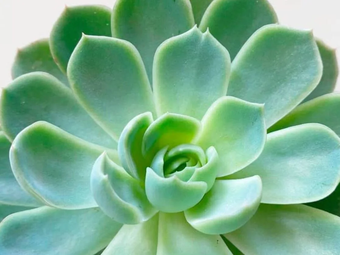 Echeveria Elegans