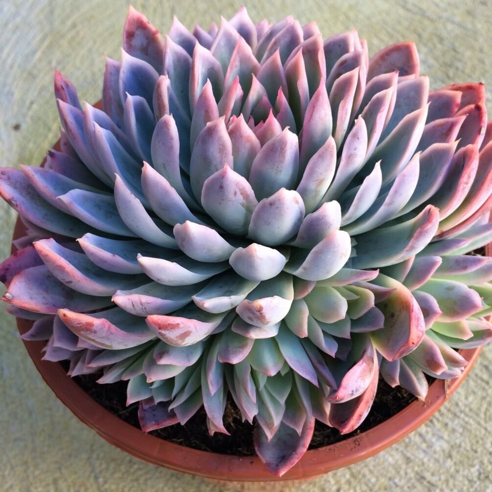 Echeveria Violet Queen