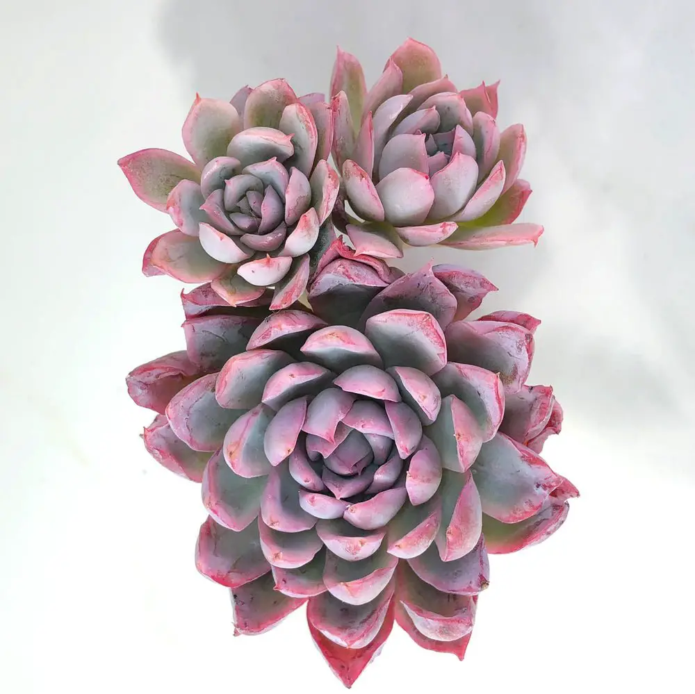 Echeveria Violet Queen 2
