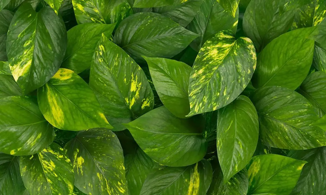 Epipremnum Aureum