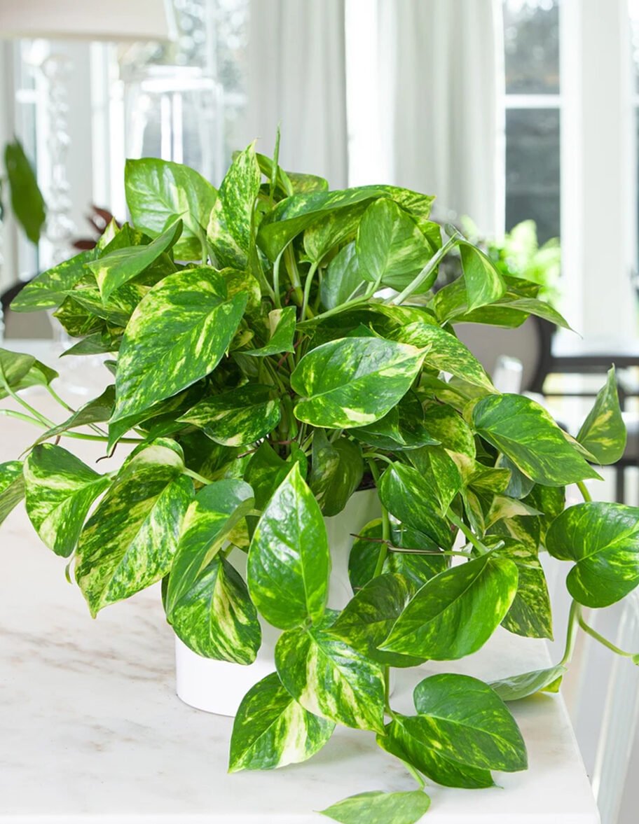 Epipremnum Aureum 2
