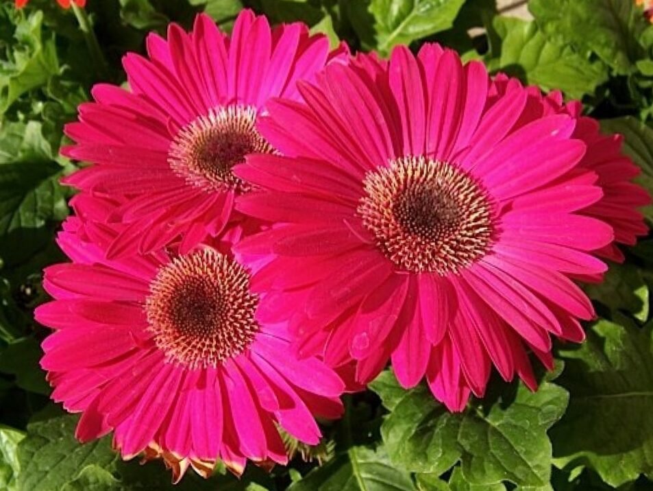 Gerbera Jamesonii 2