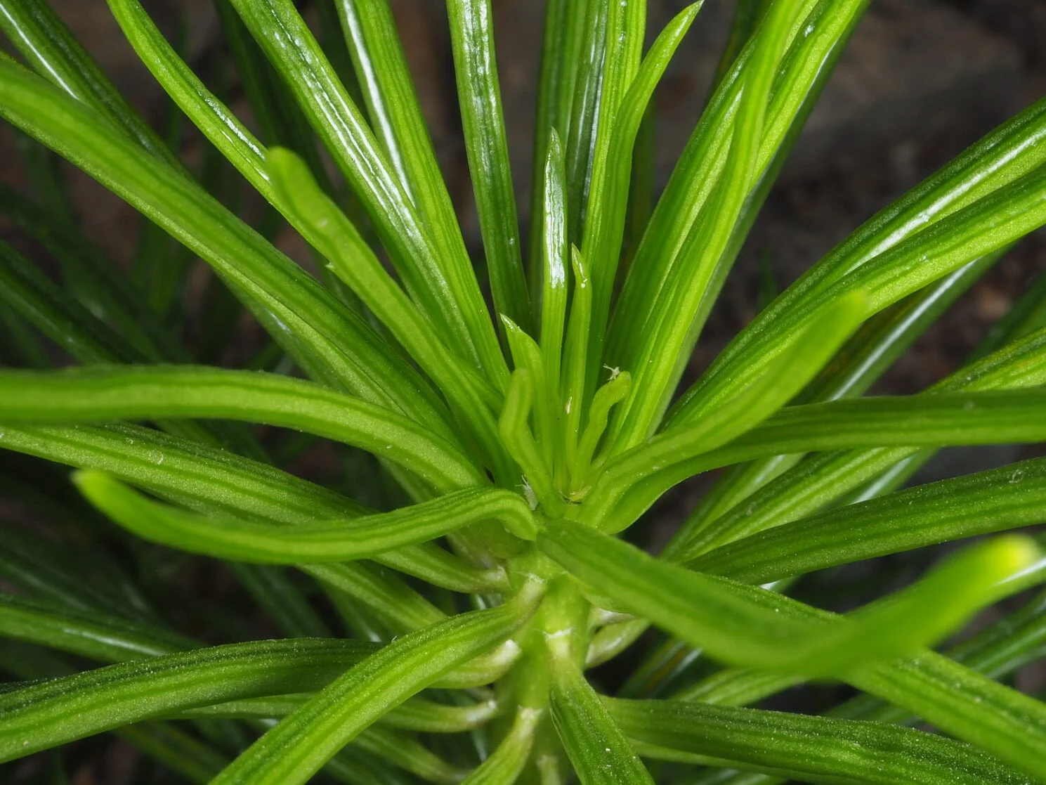 Kleinia Barbertonica