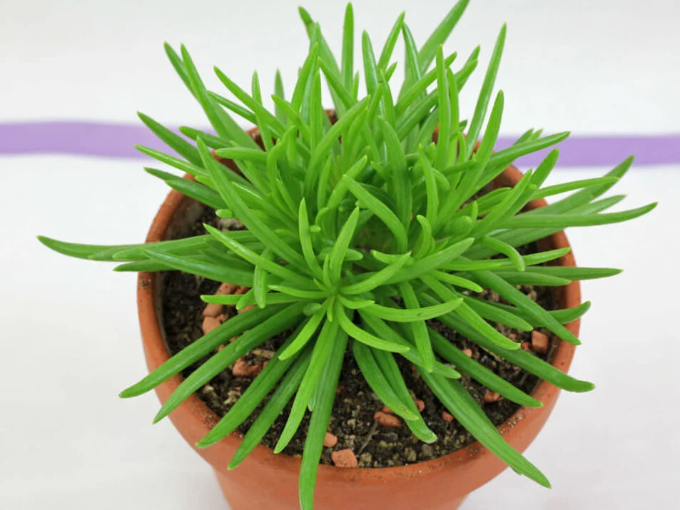 Kleinia Barbertonica 2