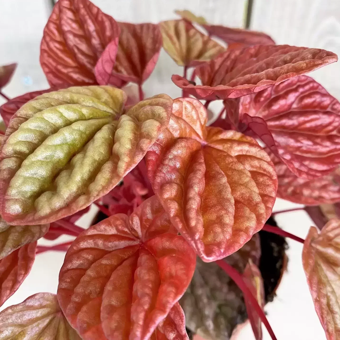 Peperomia Caperata Quito