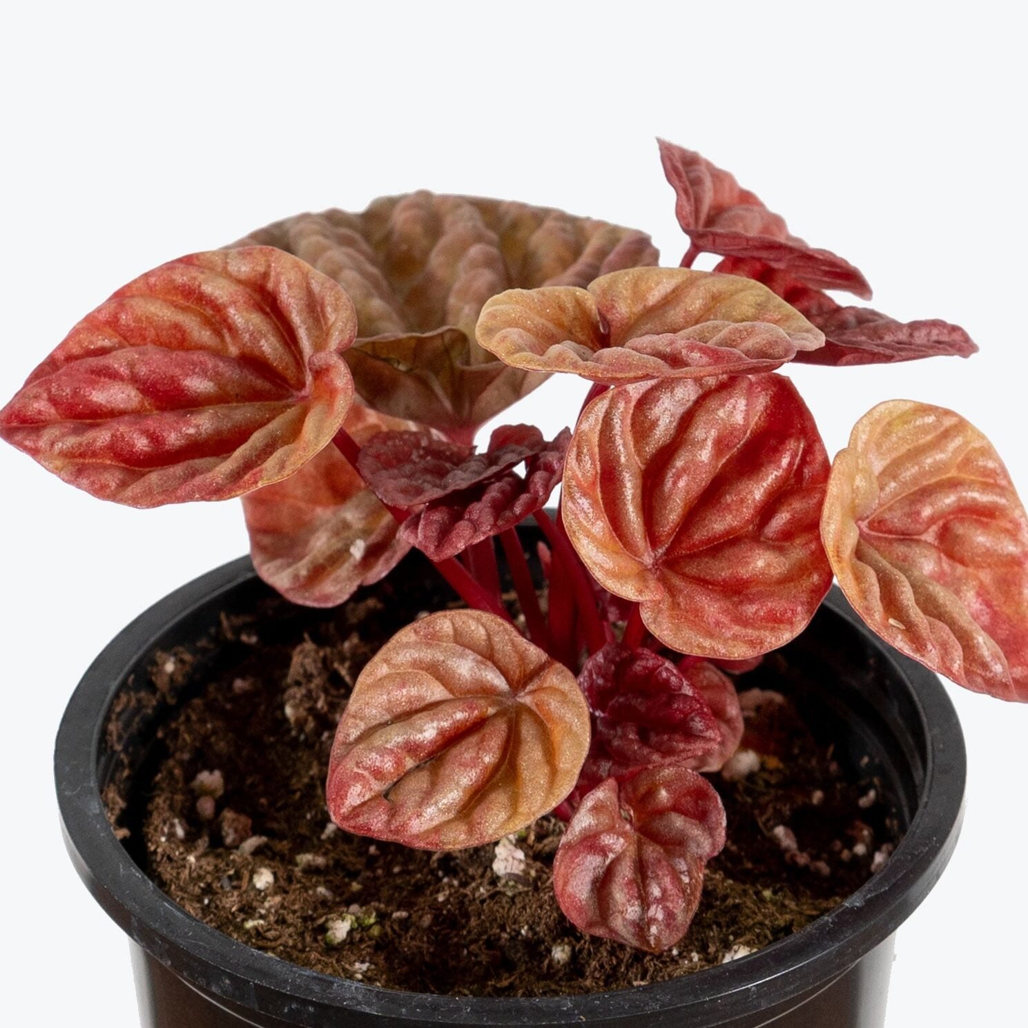 Peperomia Caperata Quito 2