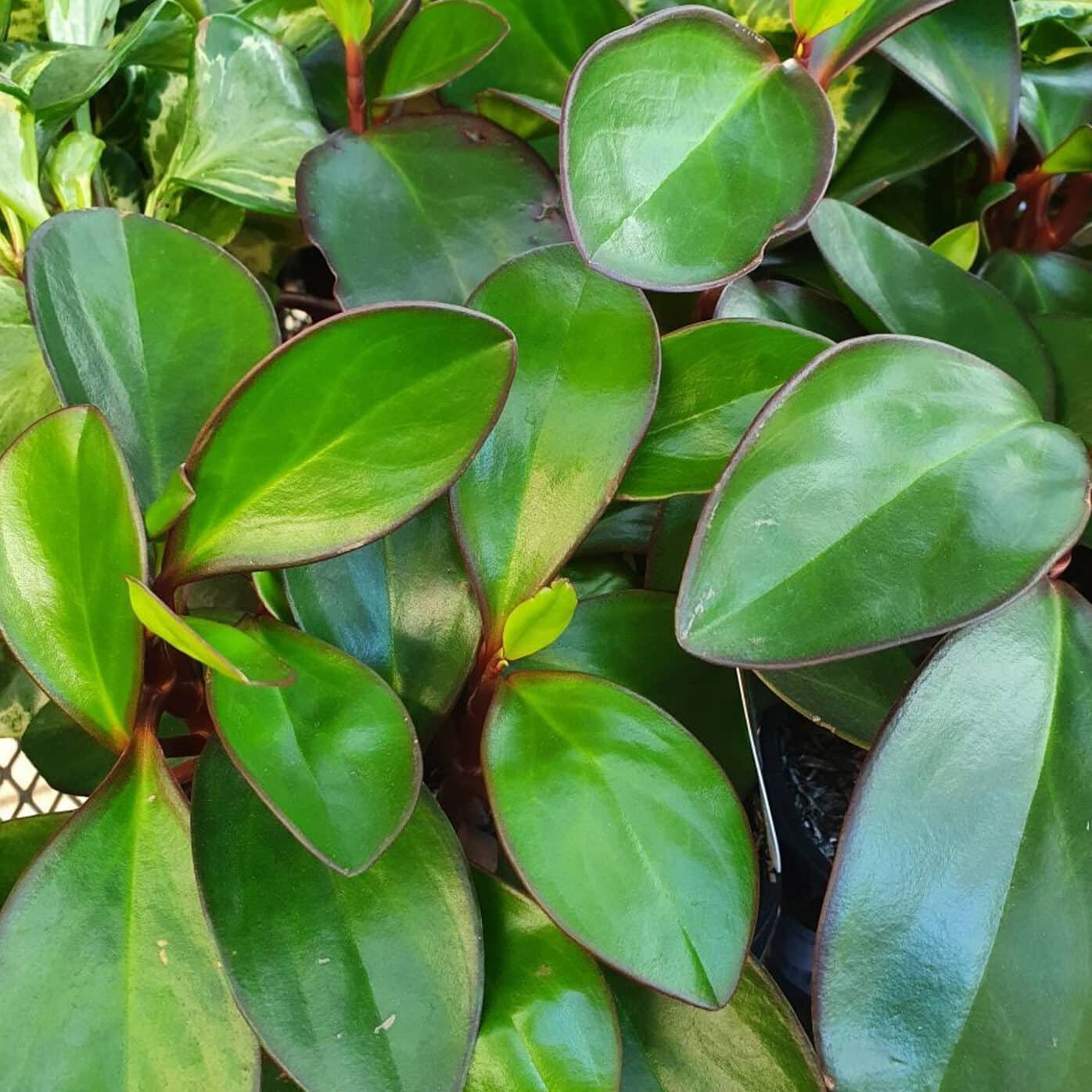 Peperomia Obtusifolia 'Red Margin'