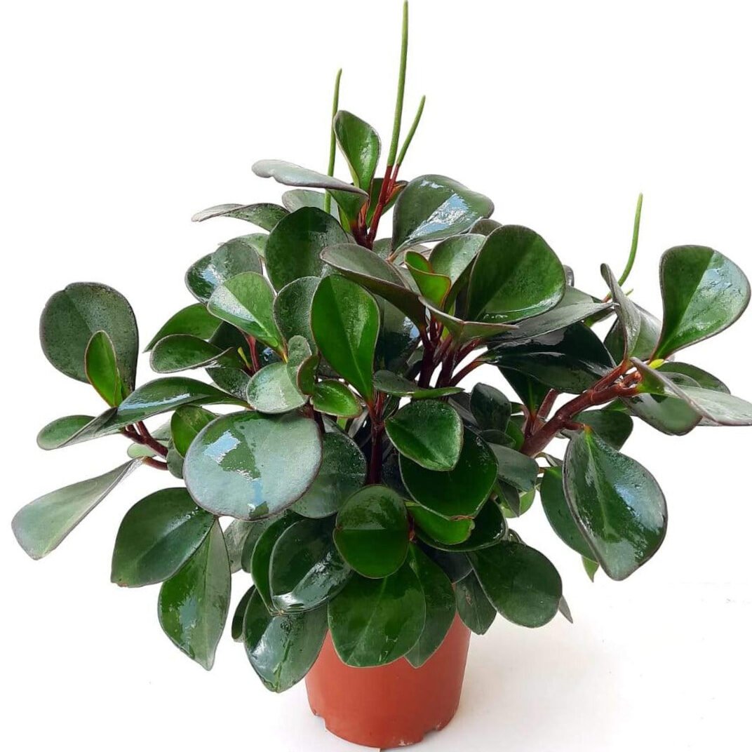 Peperomia Obtusifolia 'Red Margin' 2