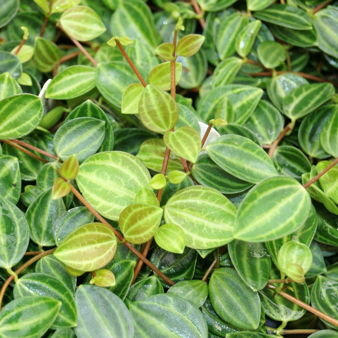 Peperomia Quadrangularis