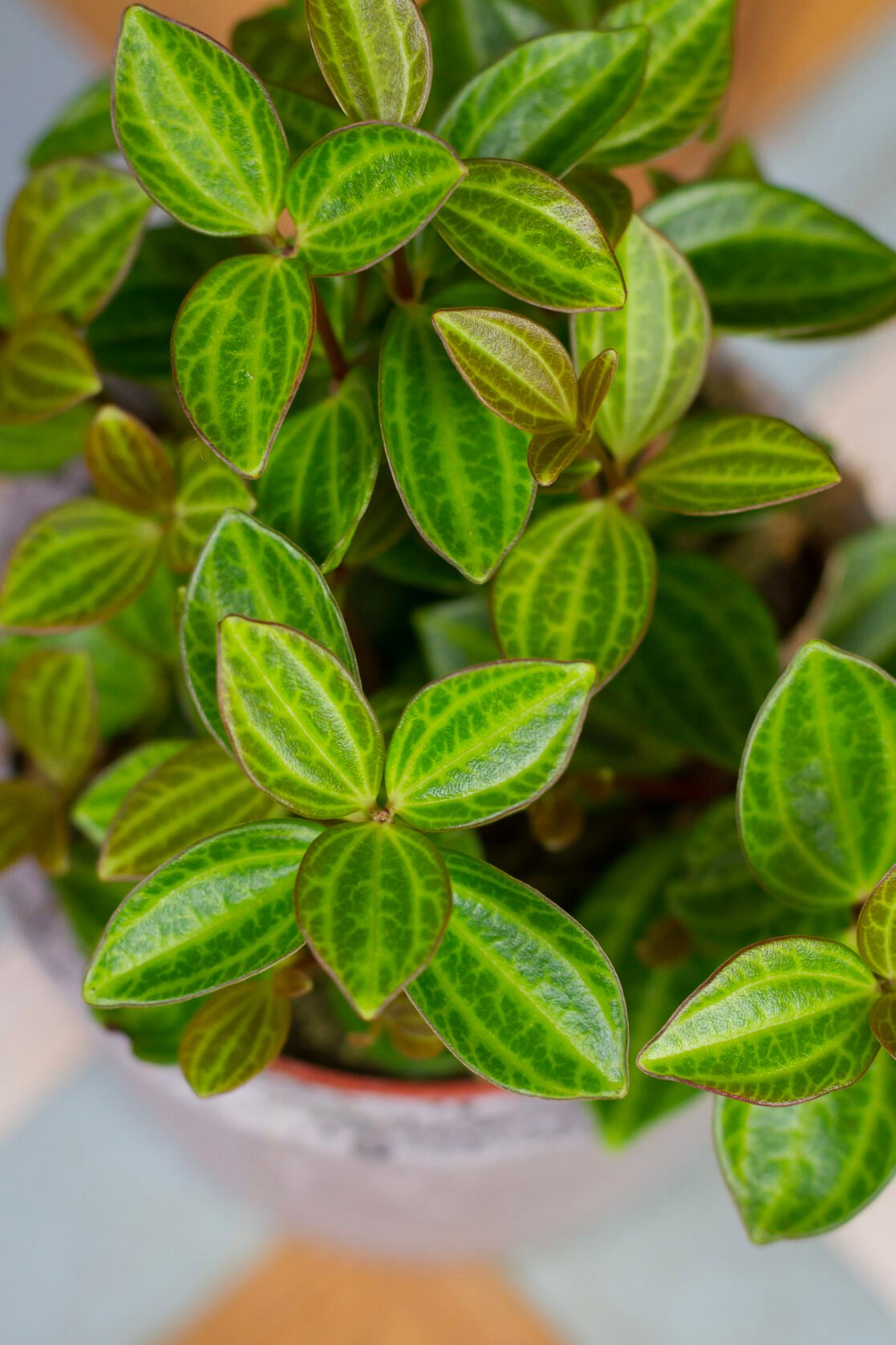 Peperomia Quadrangularis 2