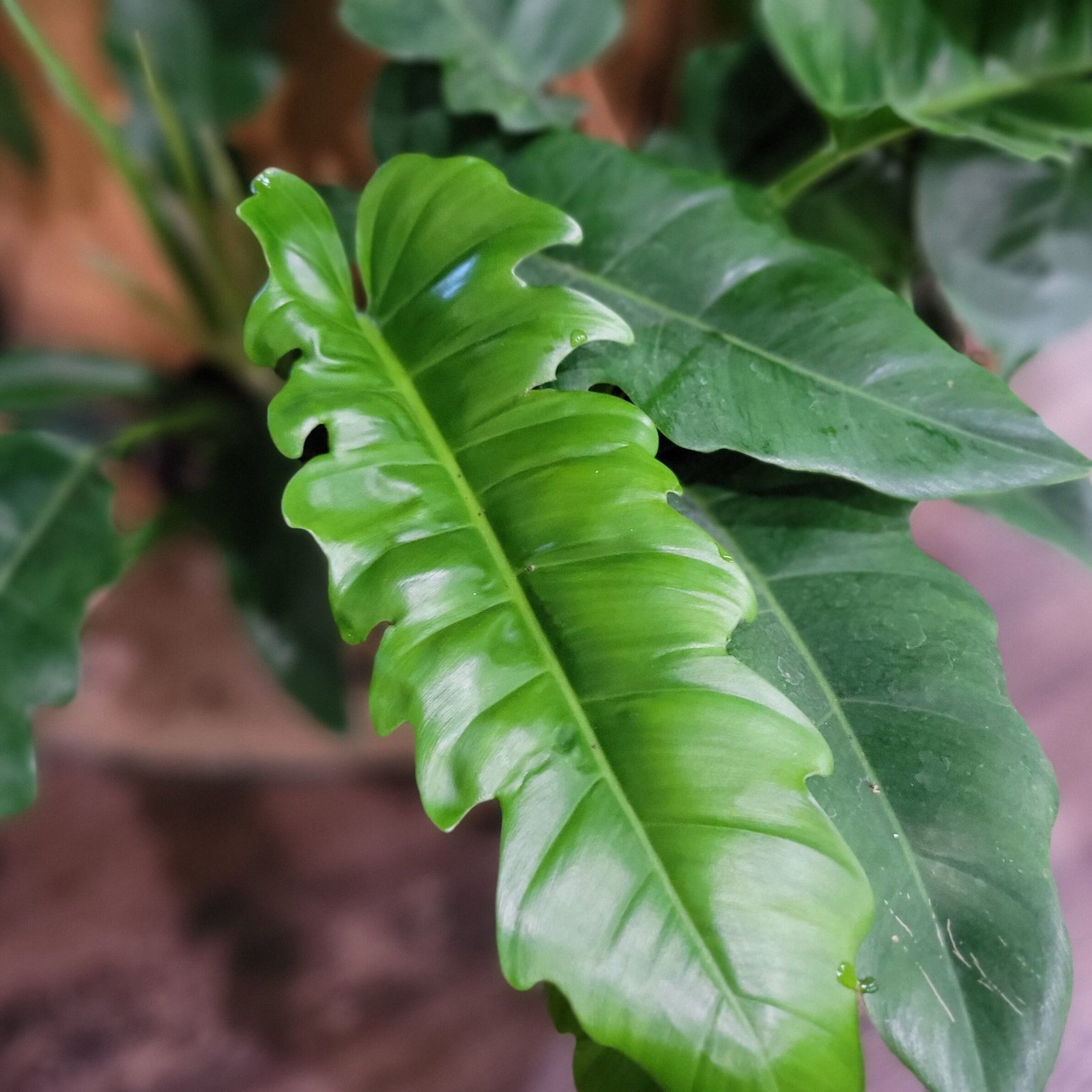 Philodendron Sp. Jungle Boogie