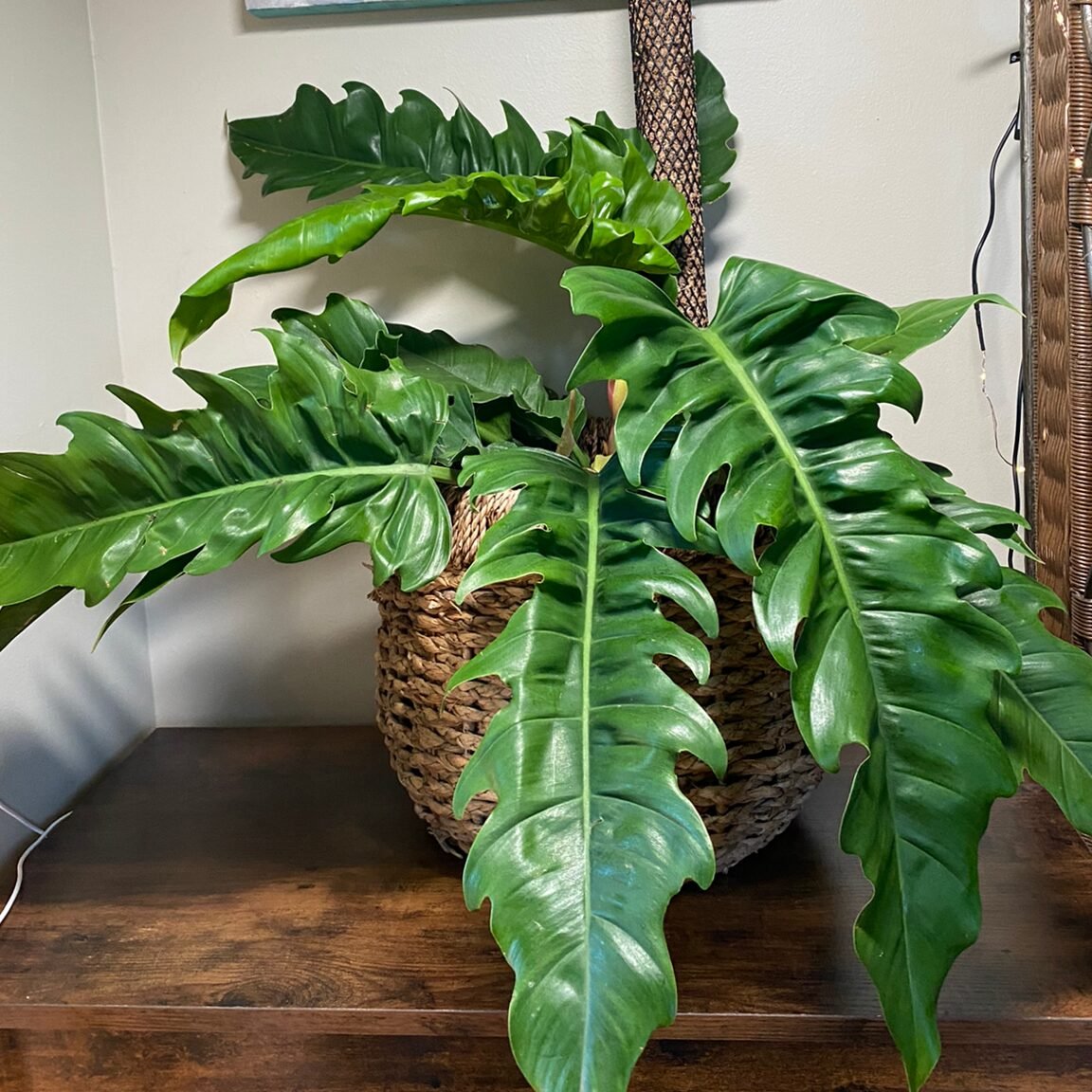 Philodendron Sp. Jungle Boogie 2