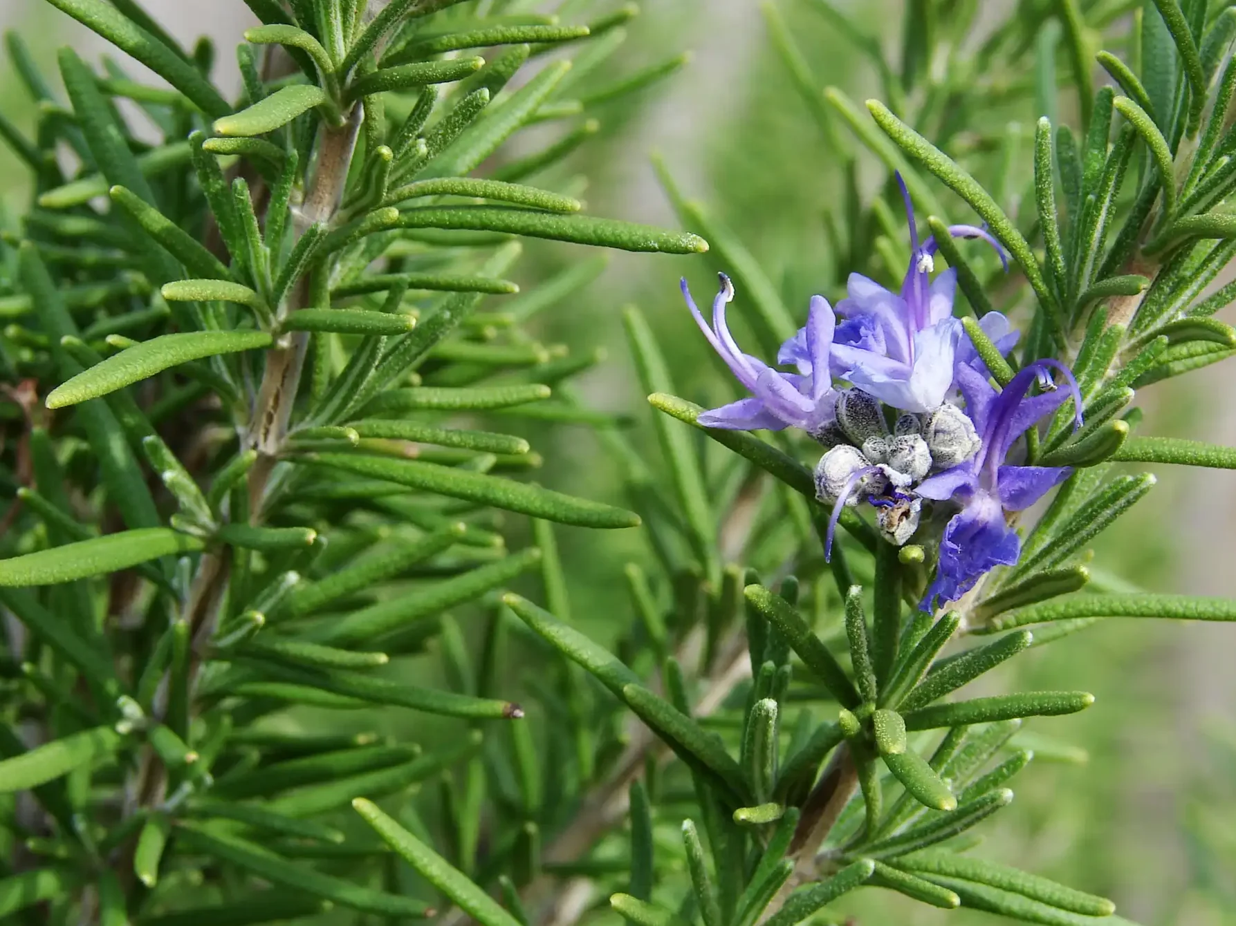 Salvia Rosmarinus