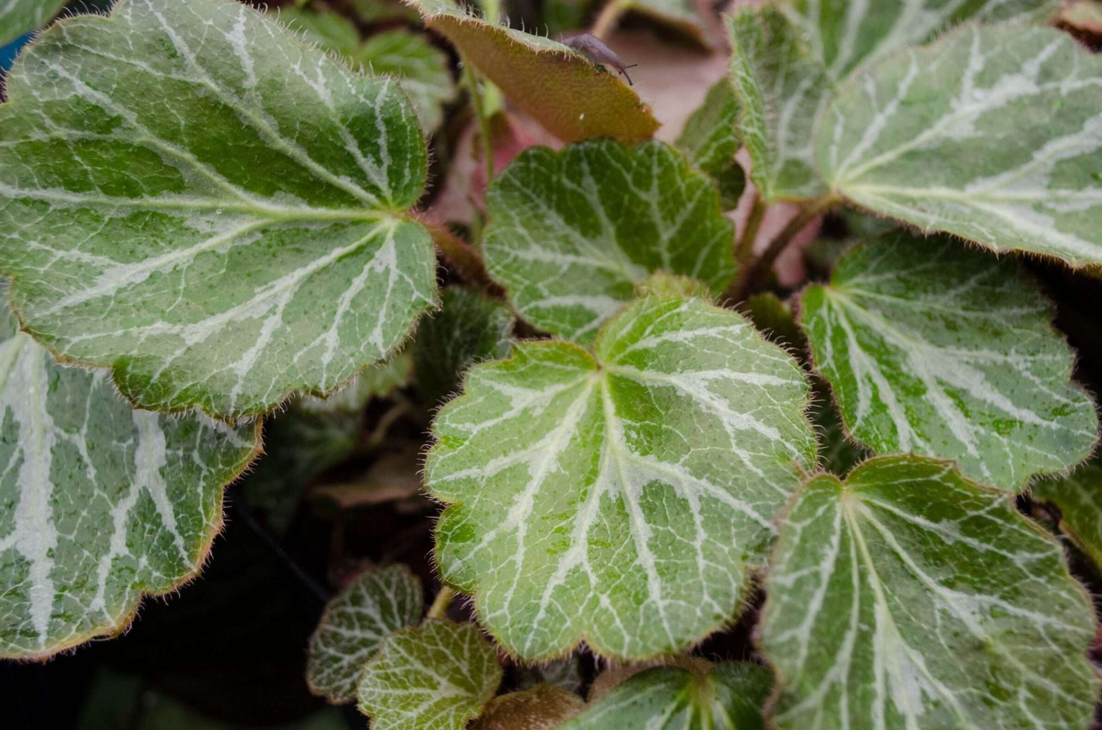 Saxifraga Stolonifera