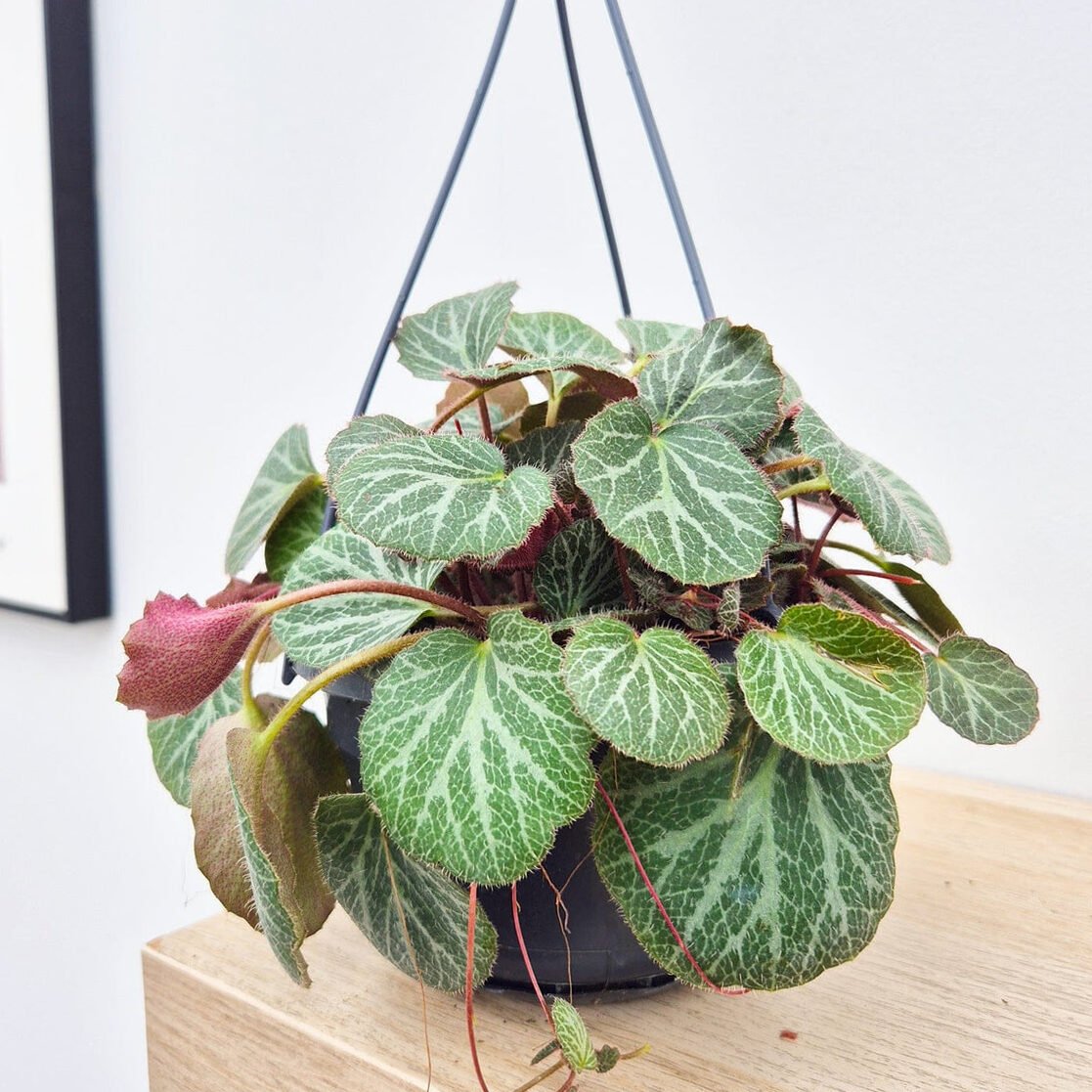 Saxifraga Stolonifera 2